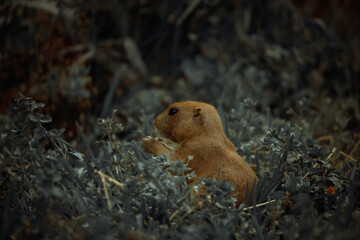 A sweet squirrel photo in the zoo