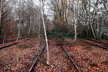 Trees are growing between the rails of a defunct railway line in a birch grove in autumn -...