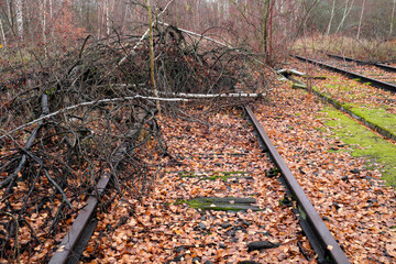 An overgrown defunct railway line in a birch grove in autumn covered with fallen leaves and...