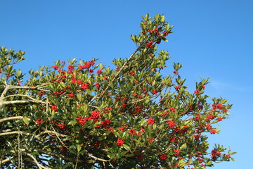 Fototapeta premium Holly plant growing outdoors featuring green foliage and red berries against backdrop of blue sky