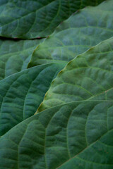 Green avocado leaves textured background