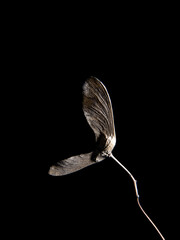 seed pods