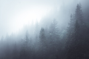 Pine tree forrest covered in fog in the Krkonose, Czech republic