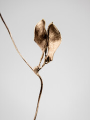 close up of a leaf