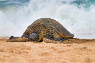 Large green sea turtle resing on a sandy beach.