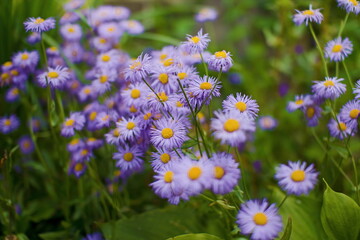 Wild violet flowers. Chamomiles on the field.