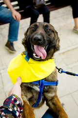 Malinois dog wearing yellow collar and blue leash while man is holding his paw. Cheerful and...