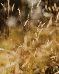 Wild grass in the fall gone to seed