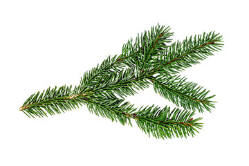 Top view of green fir tree spruce branch with needles isolated on white background.
