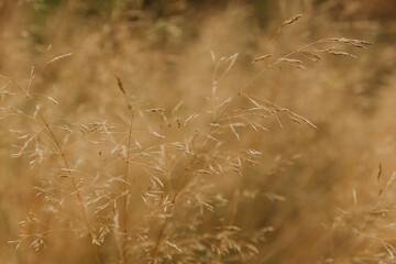 Fototapeta premium Wild grass in the fall gone to seed