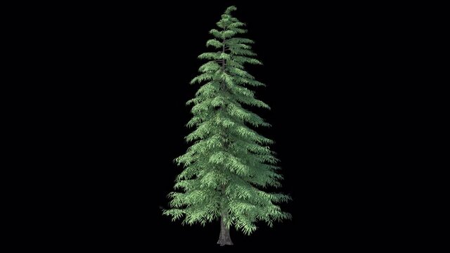 Christmas Tree Growing with alpha channel 4k