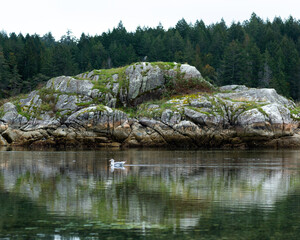 Fototapeta na wymiar Seagull on the water at Mansons Landing Provincial Park