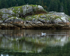 Seagull on the water at Mansons Landing Provincial Park