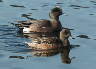 country goose branta canadensis