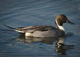 duck on the water