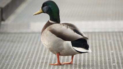 duck in the water