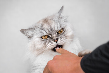 Fototapeta premium Beautiful playful persian chinchilla fluffy cat biting finger. Playing with cat