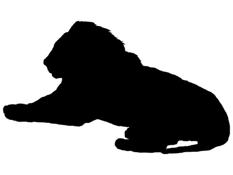 1 068 Best 百獣の王 Images Stock Photos Vectors Adobe Stock