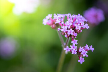 Obraz premium The background image of the colorful flowers