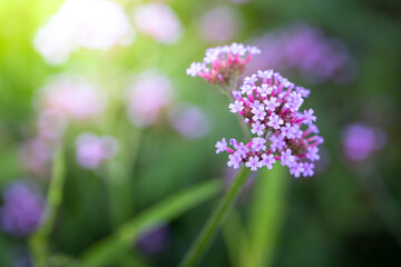 The background image of the colorful flowers