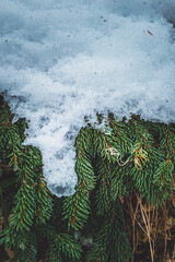 christmas tree in the snow