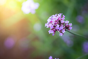 Obraz premium The background image of the colorful flowers