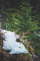 moss covered with snow