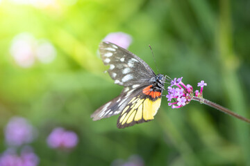 Beautiful Butterfly on Colorful Flower