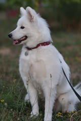 White fluffy beautiful samoyed dog, dog walking, white wool, nice pet