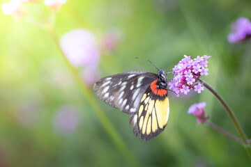 Beautiful Butterfly on Colorful Flower