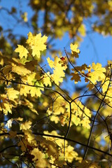 Yellow leaves, autumn, beautiful nature