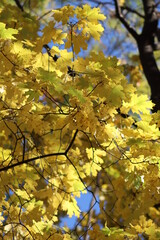 Yellow leaves, autumn, beautiful nature