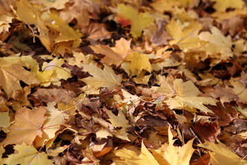 Yellow leaves, autumn, beautiful nature
