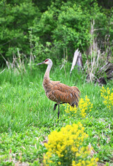 Crane on One Leg