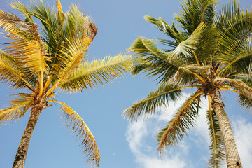 Palm trees leaves and a blue sky
