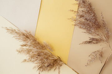 Dry pampas grass reeds agains on gold, beige, white paper geometric background. Minimal, stylish, trend concept. Flat lay, top view, copy space. Trend color 2021