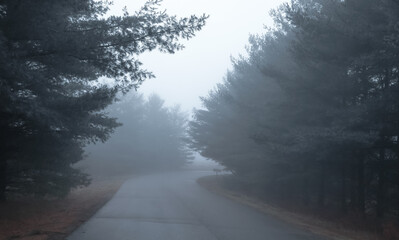 Fototapeta na wymiar Pine trees by the road caught in fog 