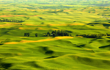 View of sprawling wheat fields from Steptoe butte in Palouse, Washington
