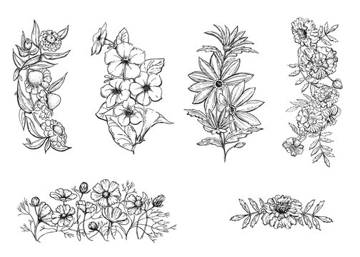 Hand drawn sketch black and white flowers petunia, coneflower, echinacea, marigold, cosmos, daisy. Vector illustration. Elements in graphic style label, card, sticker, menu, package.