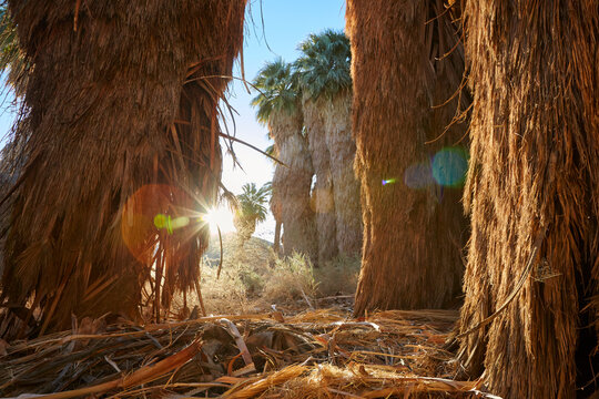 Sun sparkling through gigantic palm trees in an oasis near Palm Springs California