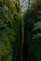 rock crevice with moss in palatinate forest