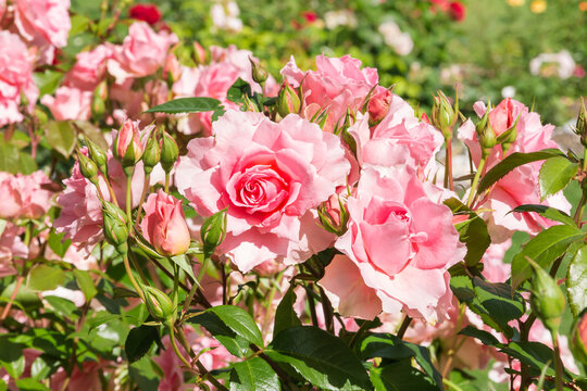 Bed Of Pink Roses In Bloom Growing In The Rose Garden With Blurred Background And Copy Space