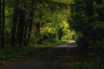dark forest road in springtime with golden sunlight at the end