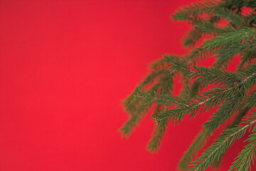 Christmas composition of fir branches and berries of viburnum on a red background .