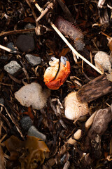 Ocean debris including shells, crab rocks and driftwood
