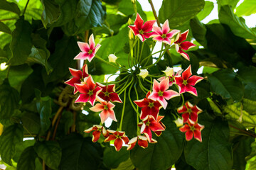 Flores vermelhas estrelares e harmônicas 