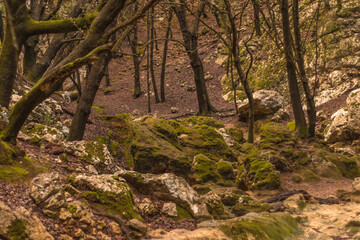 Bosque de encinas creciendo en un torrente