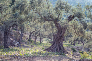 Olivera milenaria entre almendros en paisaje de montaña