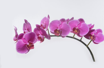 Naklejka na ściany i meble Pink orchid flower branch bloom included clipping path on white background