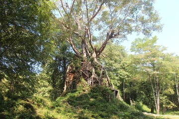 Cambodia. Sambor Prei Kuk was built in the 7th - 8th century. Hindu temples before the Angkor period.  Kampong Thom city. Kampong Thom province